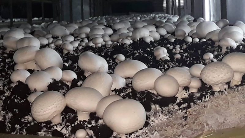 Як на Коломийщині екологічно чисті гриби вирощують (ВІДЕО)