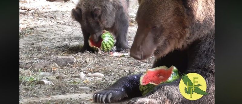 Як прикарпатські ведмеді ласують кавунами та малиною (ВІДЕО)