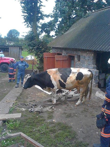 Прикарпатські рятувальники витягували корову з підвалу (ФОТО)