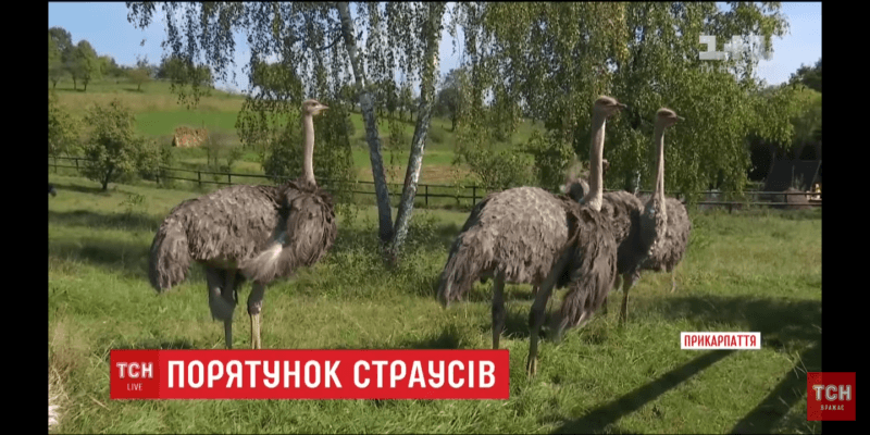 У прикарпатському селі намагаються врятувати страусів, на яких не вдалося побудувати бізнес (ВІДЕО)
