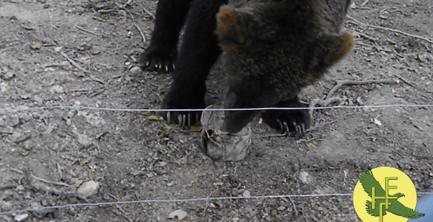 У Галицькому нацпарку ведмідь “похизувався” майстерним володінням м’ячем (ВІДЕО)