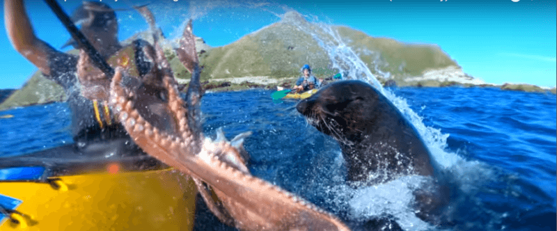 Поблизу Нової Зеландії тюлень вдарив туриста восьминогом по обличчю (ВІДЕО)