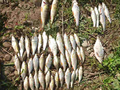 На Бистриці спіймали браконьєра, який виловлював “червонокнижну” рибу (ФОТО)