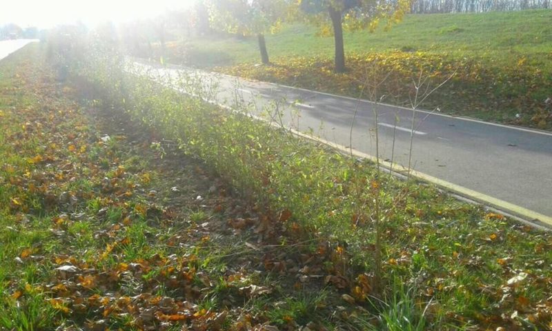 4500 кущів бірючини висадять на Набережній на зоні велодоріжки (ФОТО)