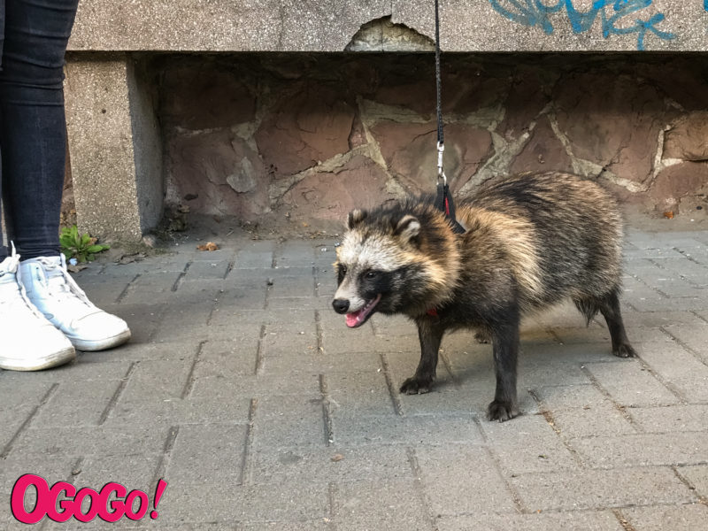 Чому закохані прикарпатці вирішили завести вдома єнота, та що з цього вийшло (ФОТО)