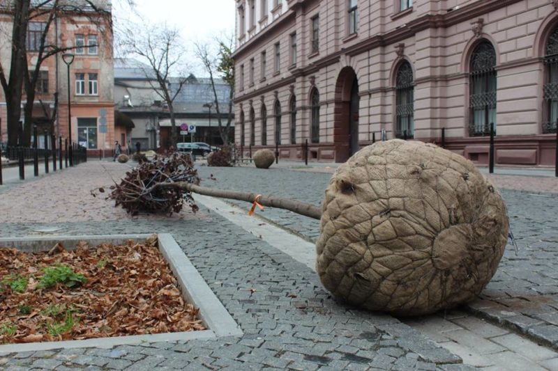 У Франківську продовжують озеленювати площу Міцкевича та вулицю Лесі Українки (ФОТО)