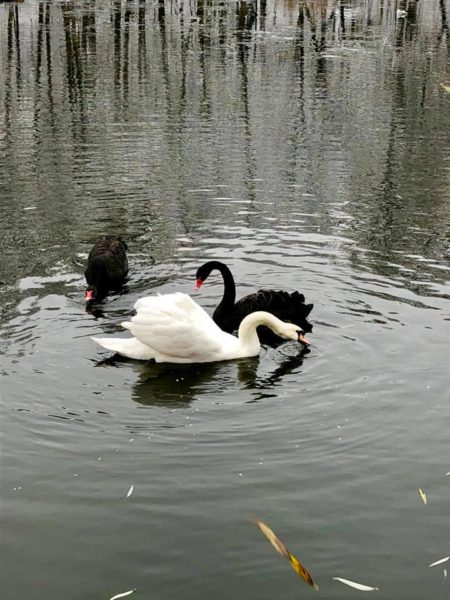 У Франківську на озері розбивають кригу, щоб птахи вільно плавали (ФОТО)