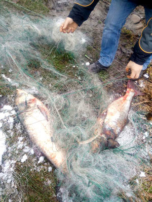 На Німецькому озері знайшли браконьєрську сітку з величезними рибинами (ФОТО)