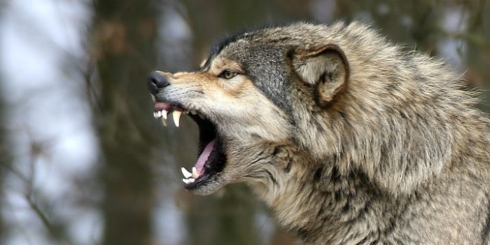 На Тернопільщині вовк напав на двох селян, у чоловіків – кусано-рвані рани (ФОТО)