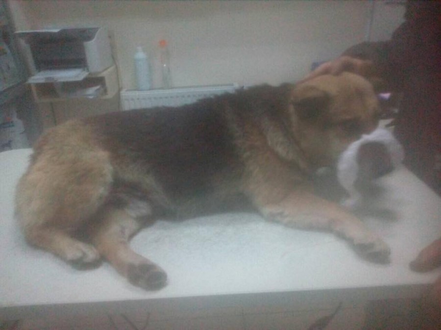На Прикарпатті шукають кошти на лікування собаки, яку збила машина